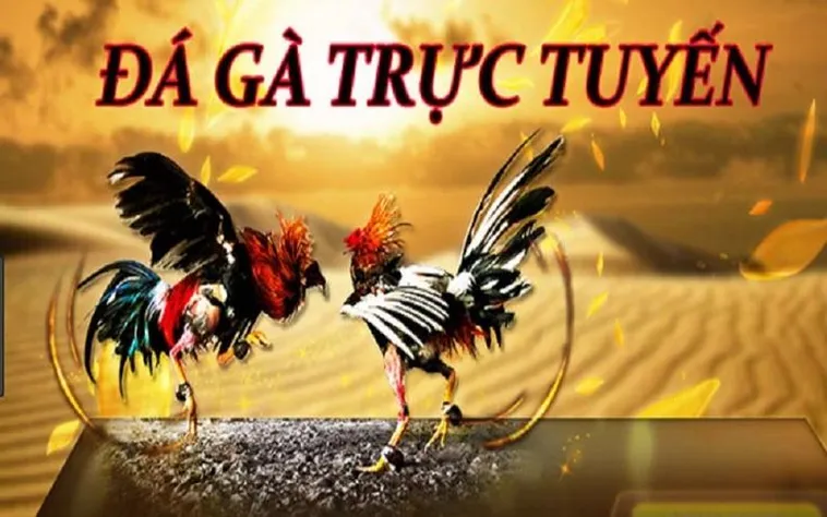 Tìm Hiểu Đá Gà ThienHaBet Với Trải Nghiệm Giải Trí Đỉnh Cao