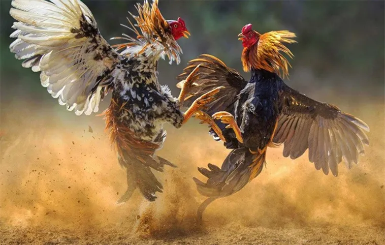 Cách Chơi Đá Gà WS168 Tại ThienHaBet Hiệu Quả Nhất